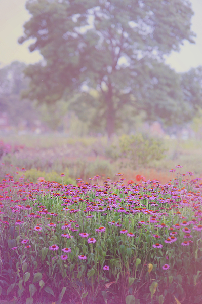 Monet Spring  Print