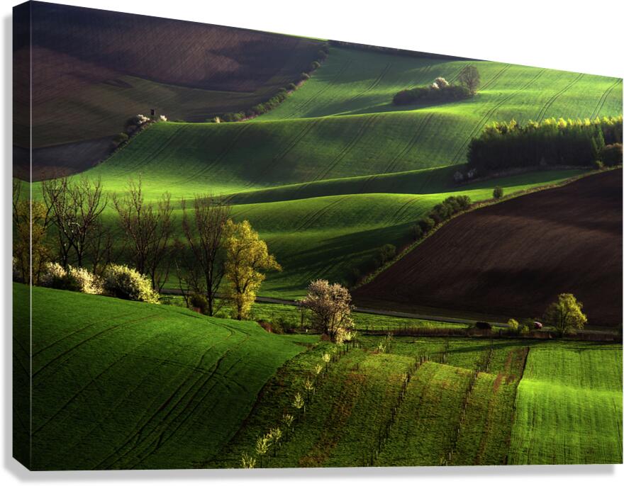 Between Green Waves Canvas Print