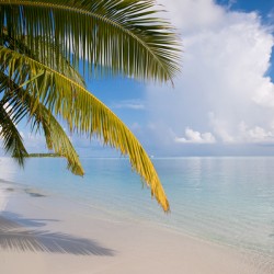 Whispering Palm On The Tropical Beach