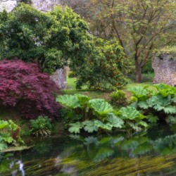 Italian Gardens - Romantic Garden of Ninfa 13