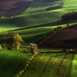 Between Green Waves