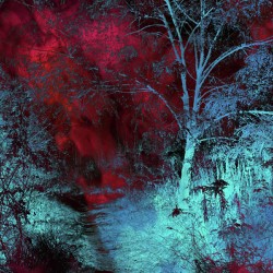 Burgundy Red MoonLight