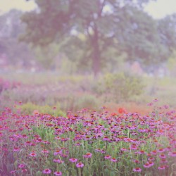 Monet Spring 