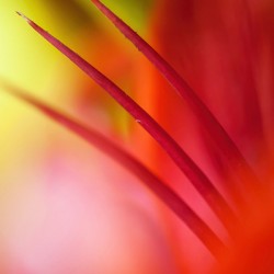 Glowing Red. Lily Macro Abstract