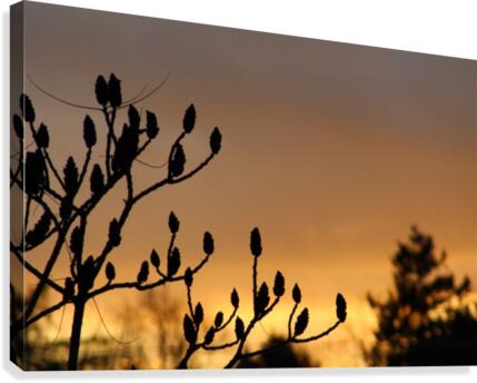 sky tree Canvas Print