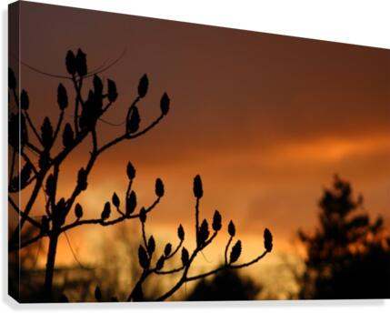 deep red sky Canvas Print