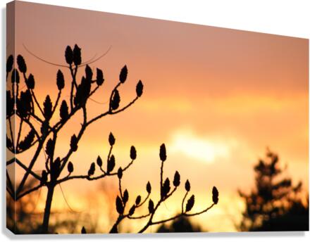 red sky Canvas Print