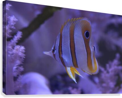 stripes Canvas Print