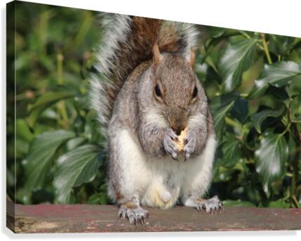 nutty friend Canvas Print