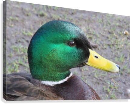quack quack Canvas Print