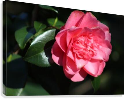 pink flower Canvas Print