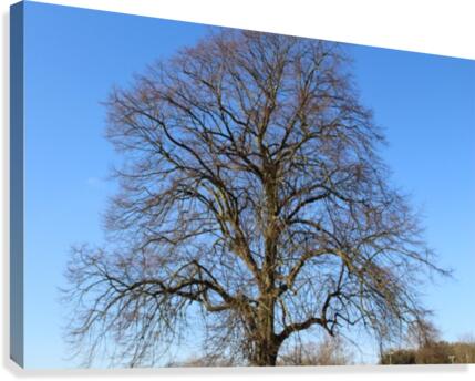 blue sky tree Canvas Print