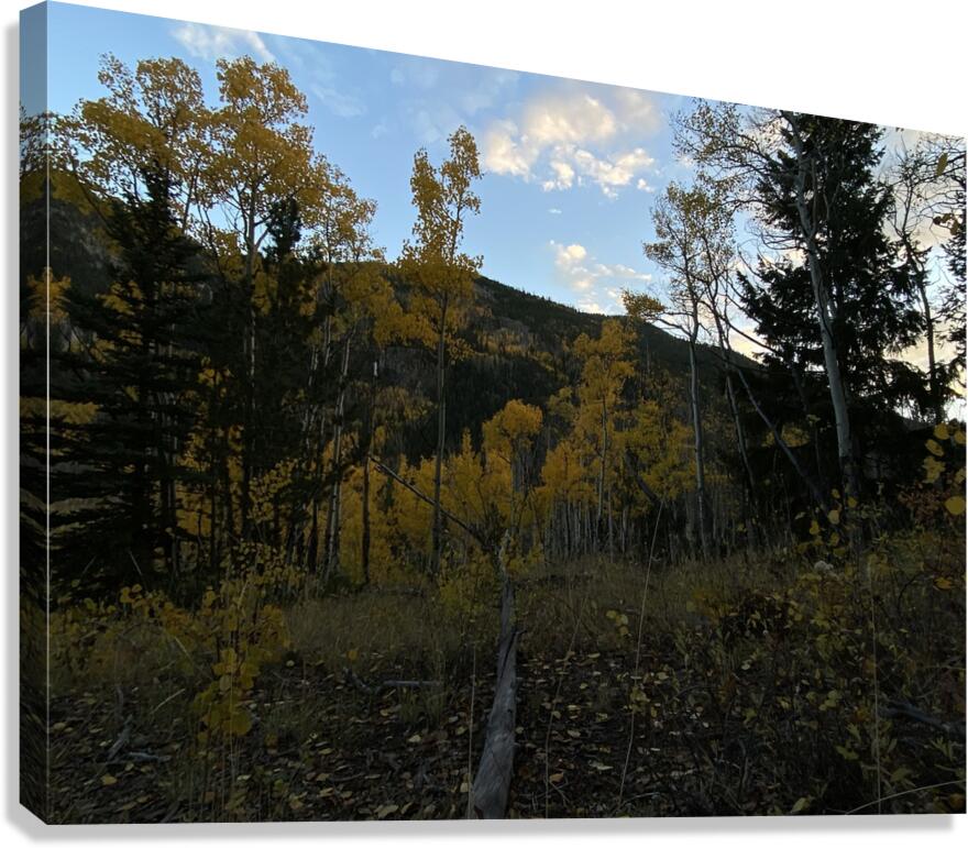 IMG 8279 Canvas Print