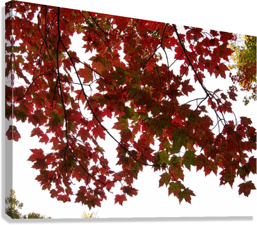 automne 2 Canvas Print