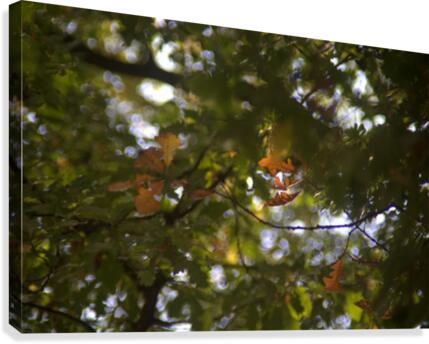 automne 3 Canvas Print