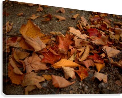automne 4 Canvas Print