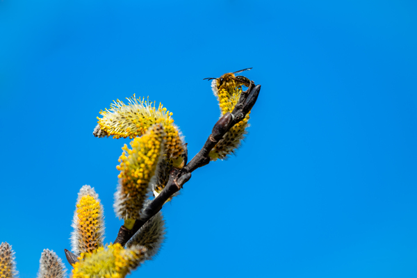 Catkins  Print