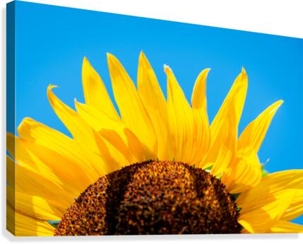 Sunflower Canvas Print