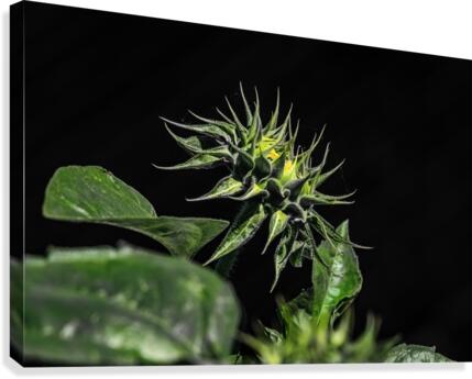 Sunflower 1 Canvas Print