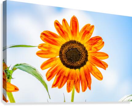 Sunflower 2 Canvas Print