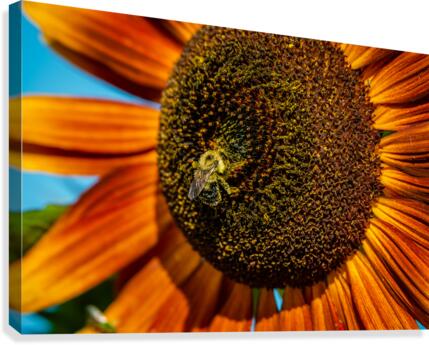 Sunflower 3 Canvas Print