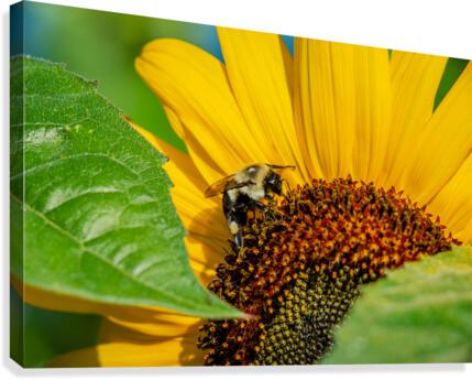 Sunflower 4 Canvas Print