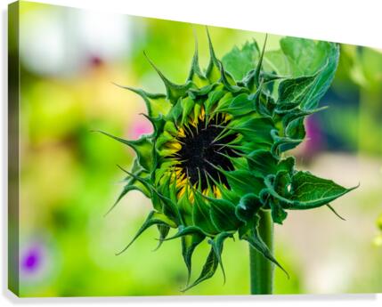 Sunflower 5 Canvas Print