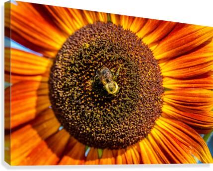 Sunflower 6 Canvas Print