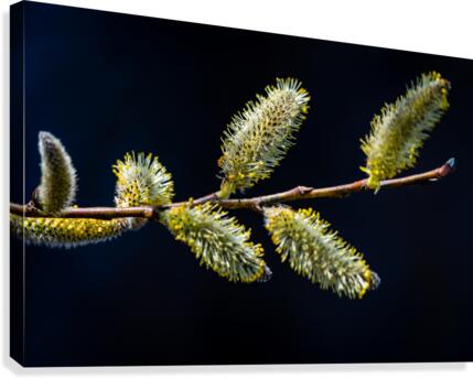Catkins Canvas Print