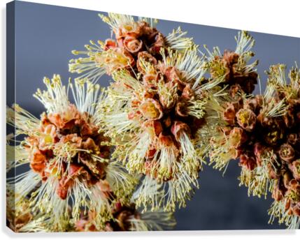 Catkins Canvas Print