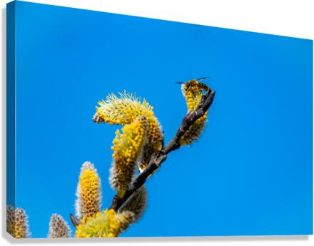 Catkins  Canvas Print