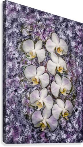 Stylish Orchids Canvas Print