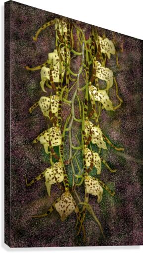 Stylish Orchids Canvas Print