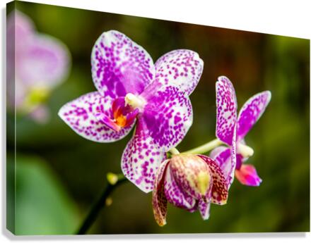 Orchids I Canvas Print