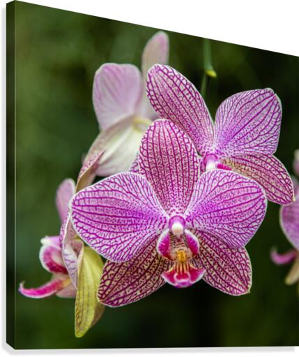 Orchids II Canvas Print