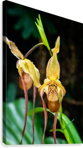 Orchids III Canvas Print