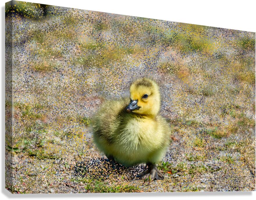 Gosling  Canvas Print