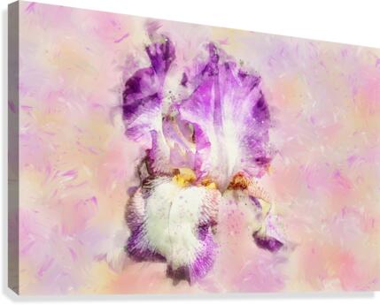 Iris flower Canvas Print