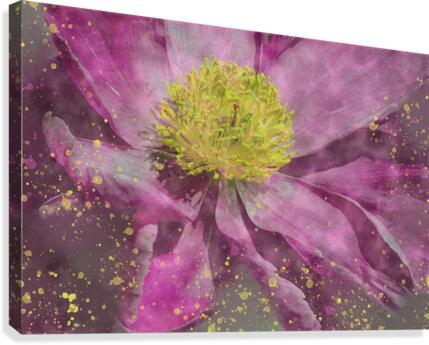 Peony Canvas Print
