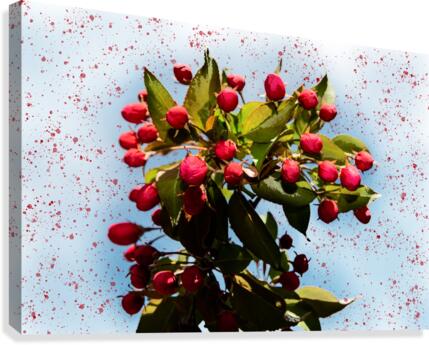 Apple tree Blooming Canvas Print