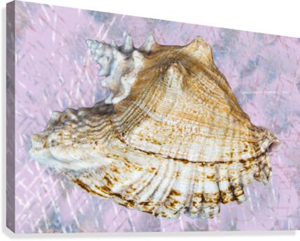 Seashell  Canvas Print