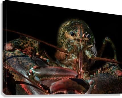 Lobster  Canvas Print