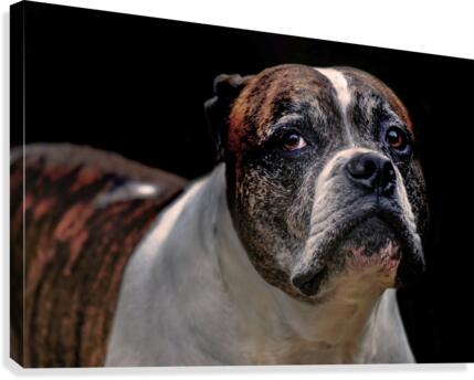 Wise Glance Canvas Print