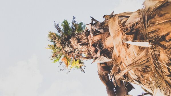 Date palm tree from below Print