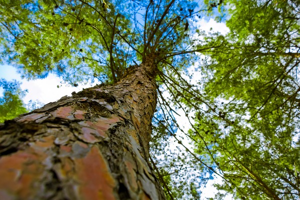 Tree from below Print