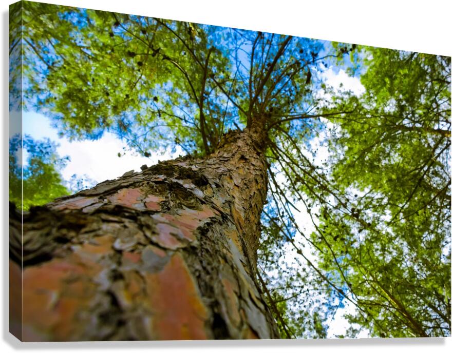 Tree from below Canvas Print
