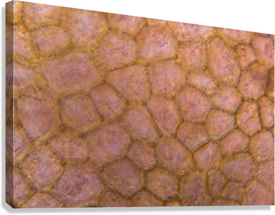 Tomato under the microscope Canvas Print