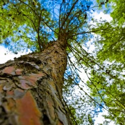 Tree from below