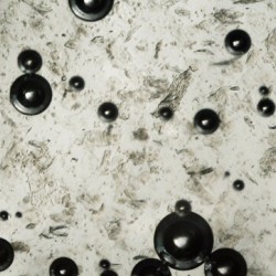 Water bubbles under the microscope