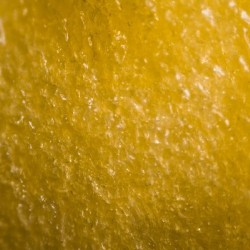 Yellow Peppers kernel under the microscope